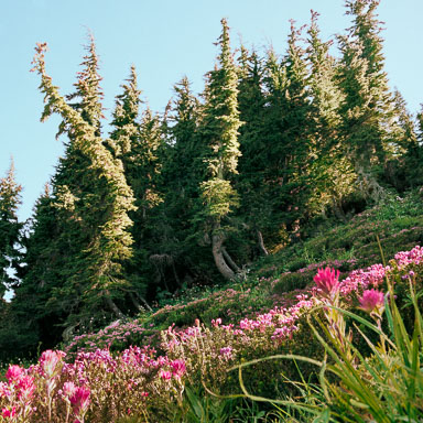 Mount Hood